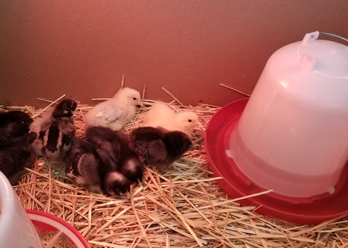 feeding and water chicks