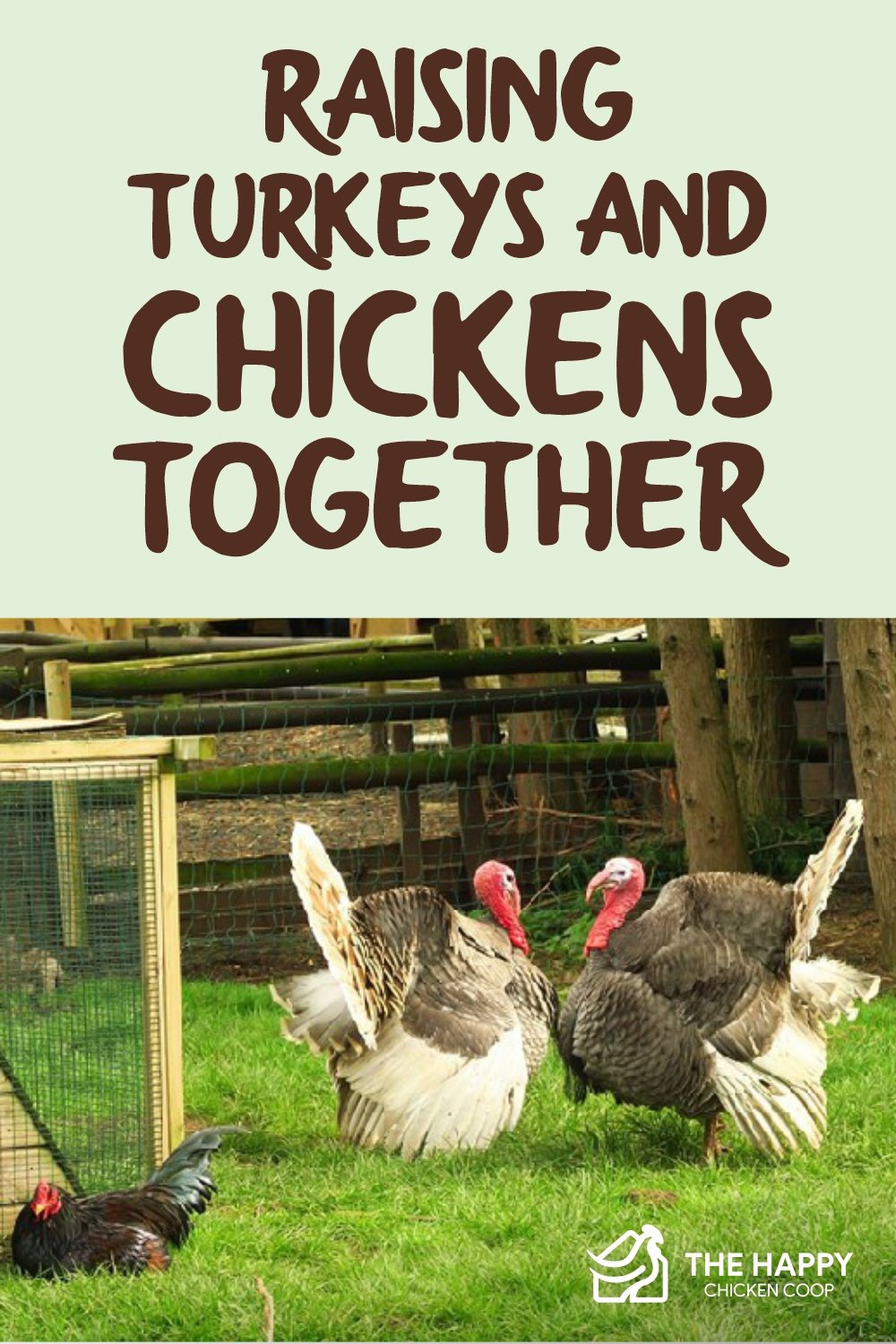 Raising Turkeys and Chickens Together