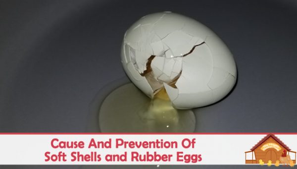 Rubbery Shell Cause And Prevention Of Soft Shells and Rubber Eggs - The Happy Chicken ...