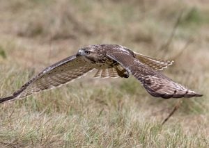 red tailed hawk chicken predator