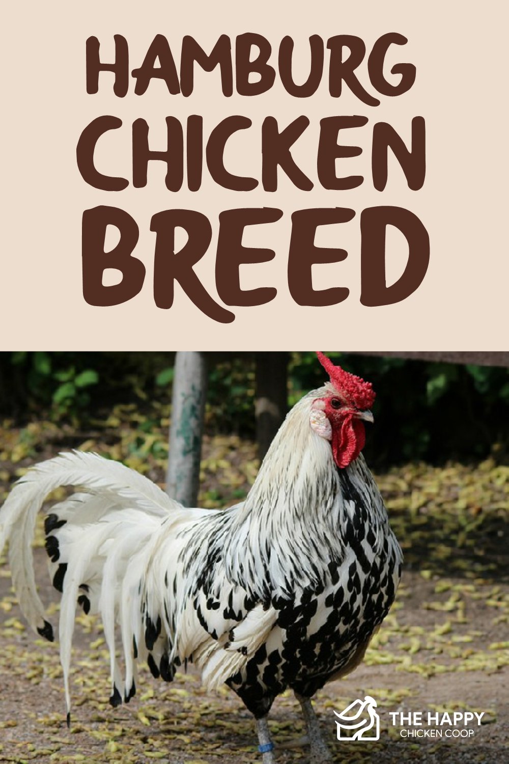 Hamburg Chicken Breed