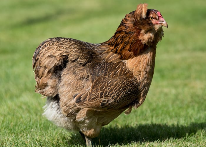 taille de poulet araucana