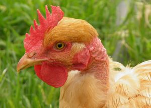 The Naked Neck Chicken Breed Profile - The Happy Chicken Coop