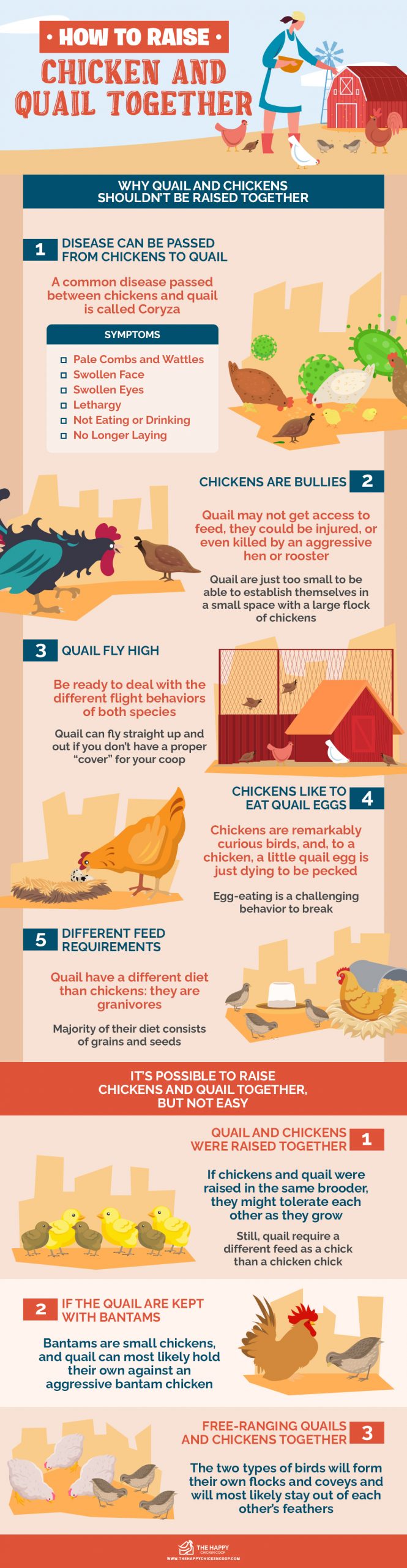 How To Raise Chicken And Quail Together