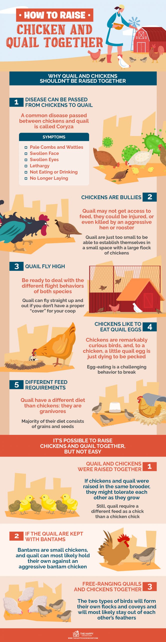 How To Raise Chicken And Quail Together