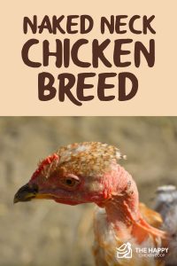 The Naked Neck Chicken Breed Profile - The Happy Chicken Coop