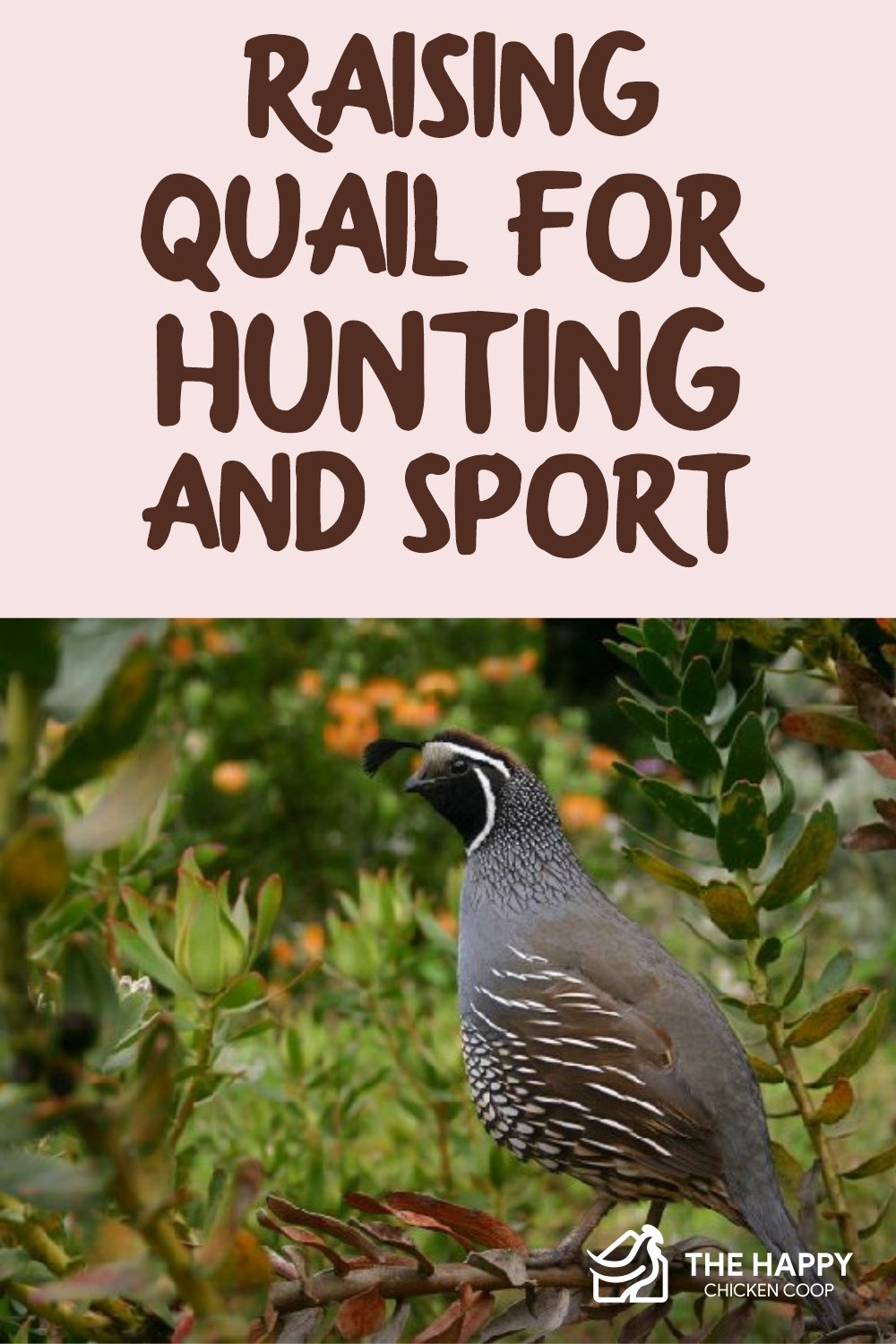 Raising Quail For Hunting And Sport