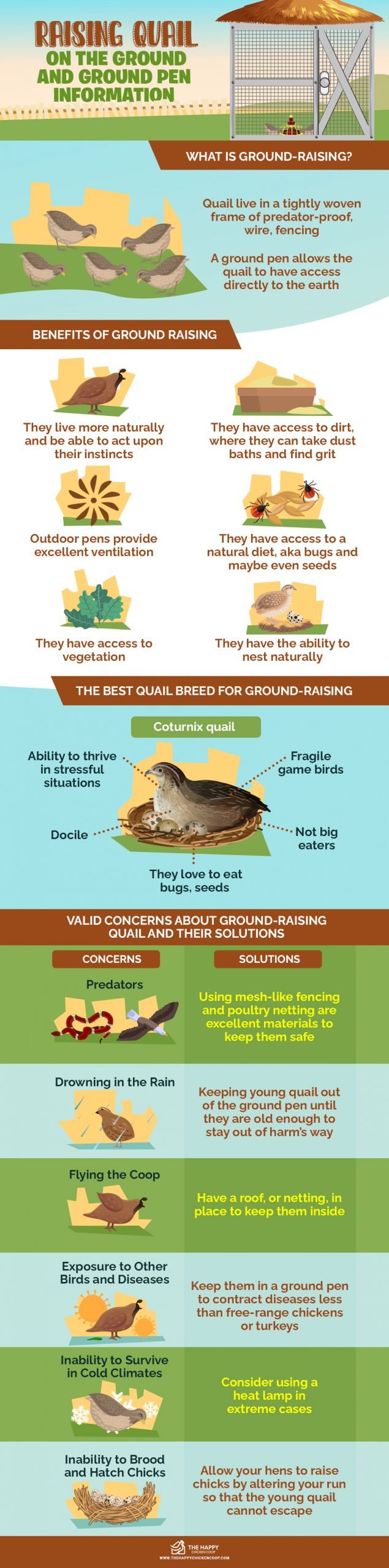 Raising Quail On The Ground 