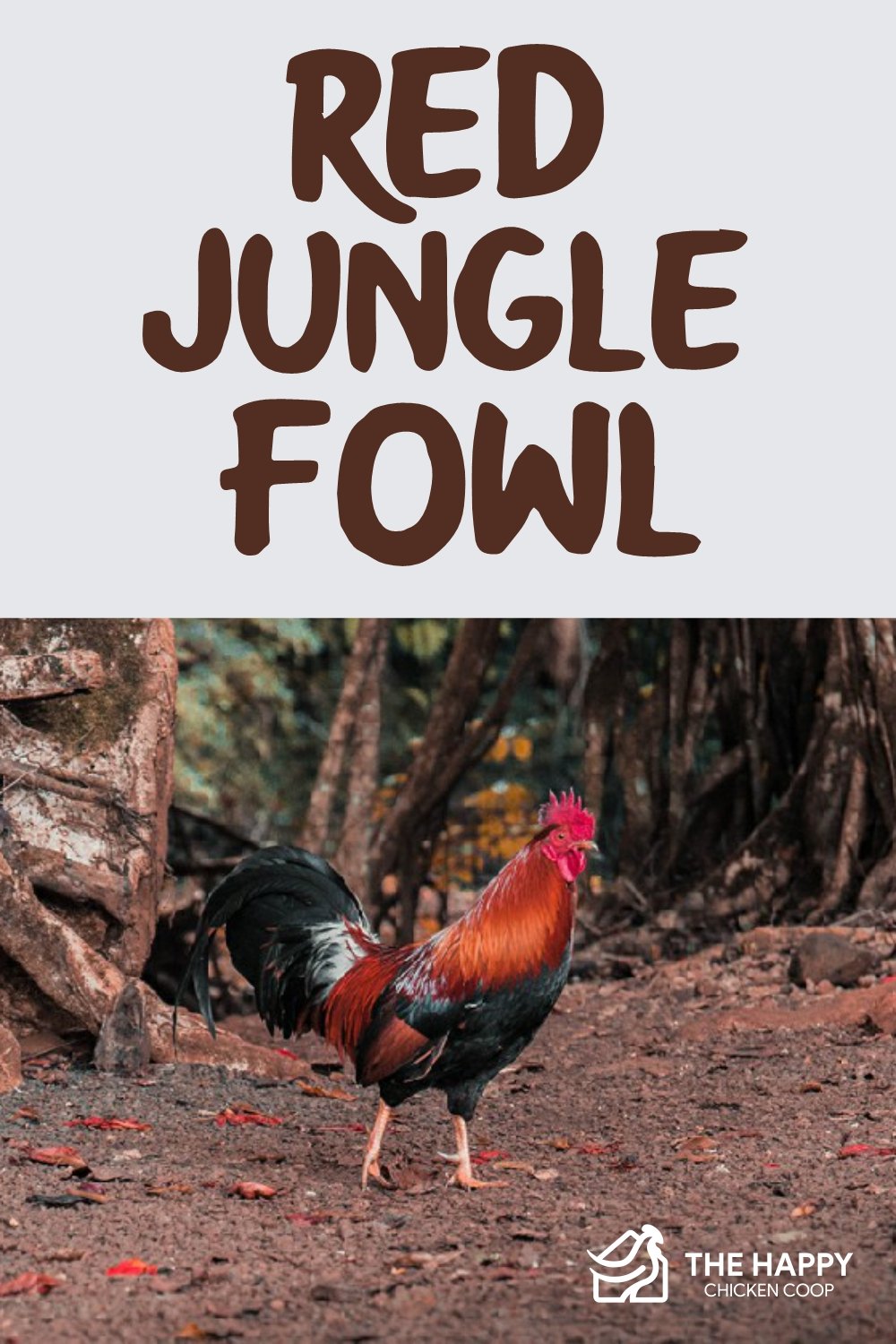 Red Jungle Fowl