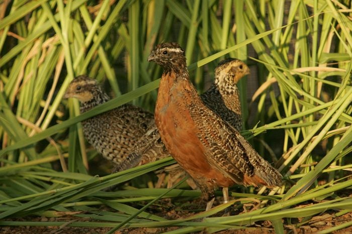 bob white quail breed