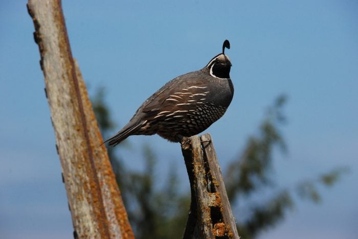 quail hunting