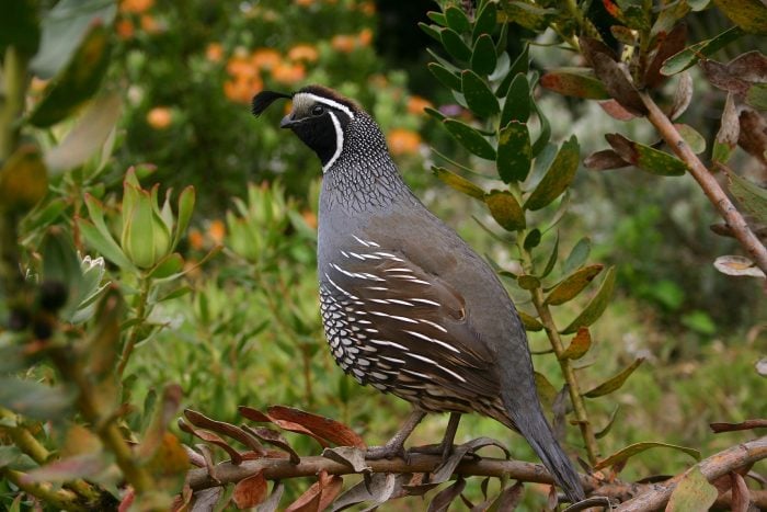 quail for hunting