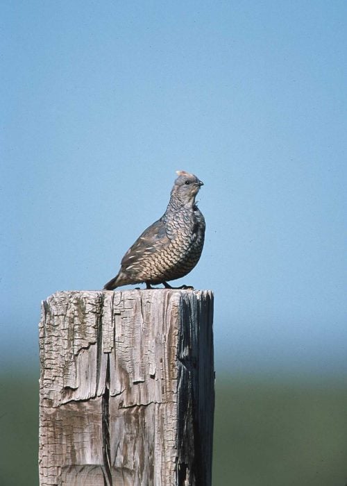 quail for hunting