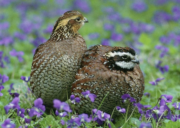 quail rooster hen