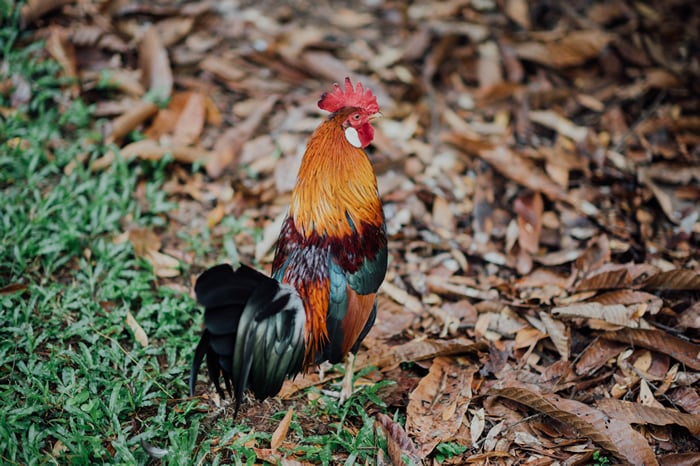 red jungle fowl chicken