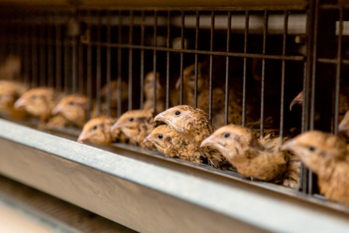 quail ground pens