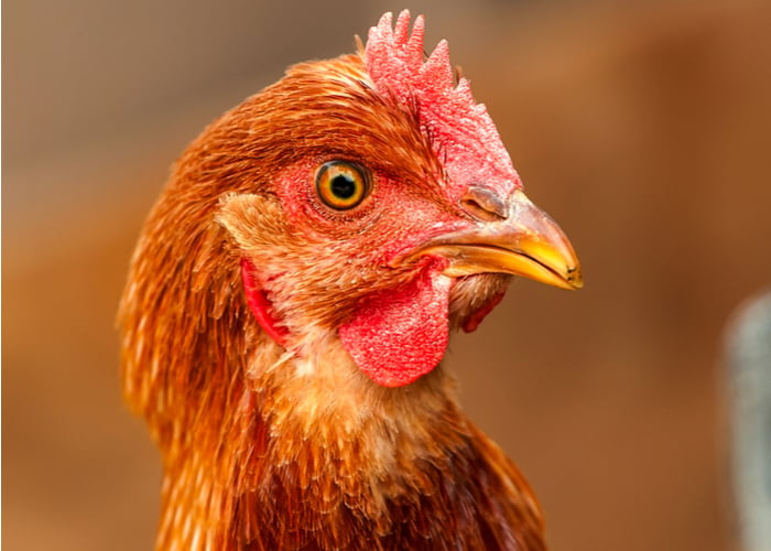 red star chicken breed