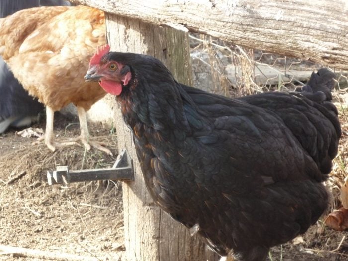 black australorp friendliest chicken breed