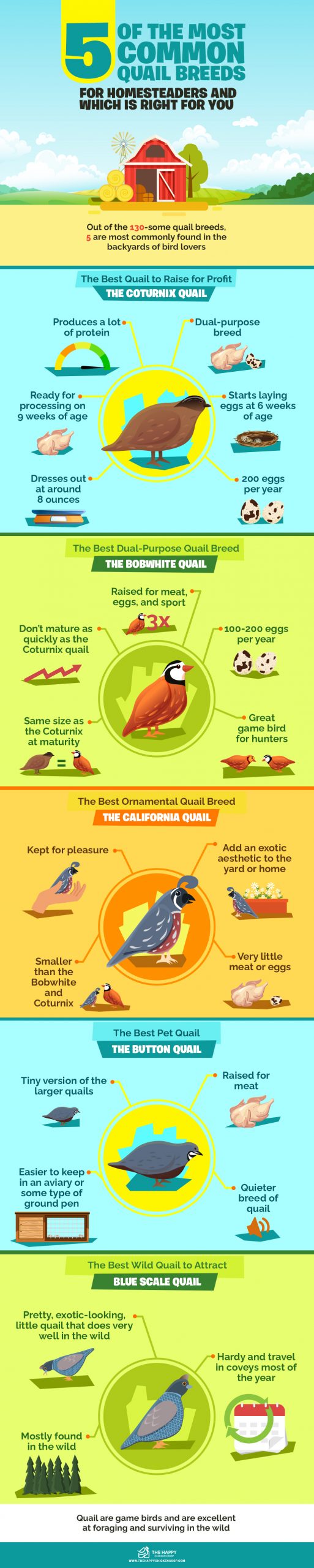 Quail Breeds 