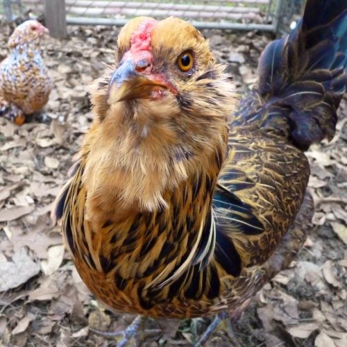 Easter egger friendliest chicken breeds