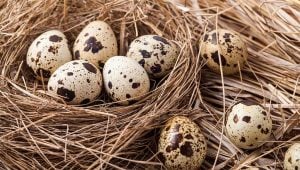 Everything You Need to Know About Quail Eggs
