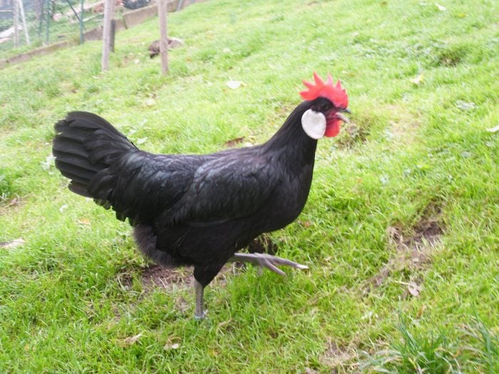 The Minorca Chicken: Egg Laying, Broodiness, and Temperament - The Happy  Chicken Coop