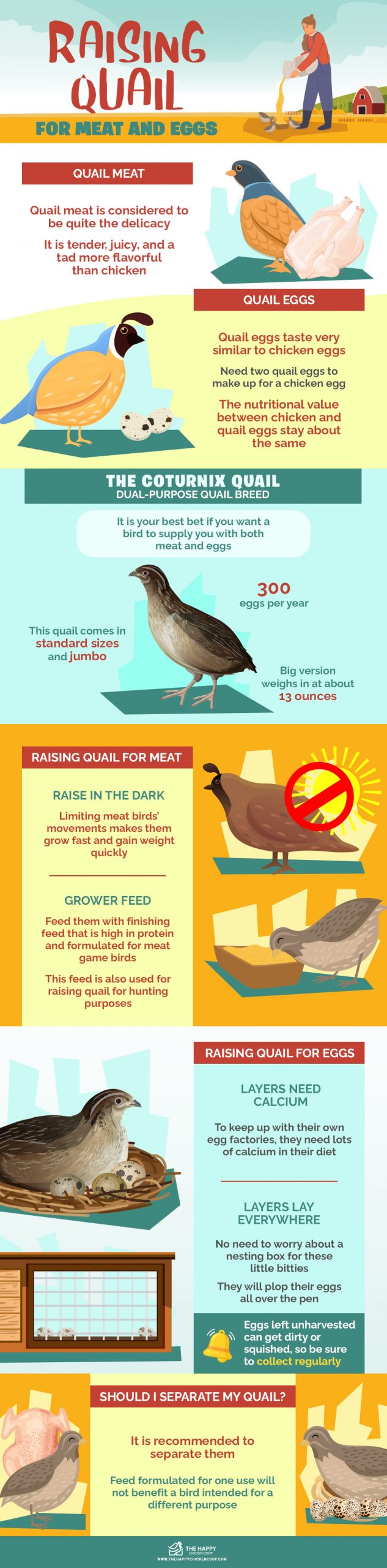 Raising Quail for Meat and Eggs