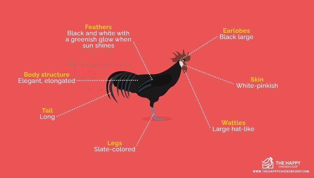 Minorca Chicken 