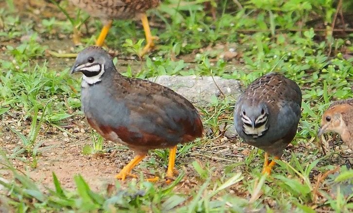 types of breed of quail for homesteading