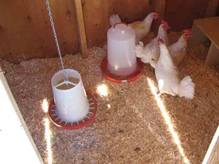 chicken feeder for quail