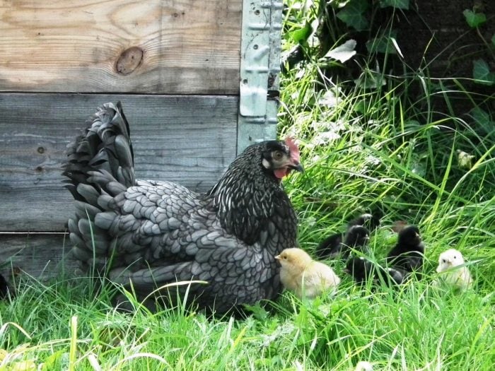 chicken gardening