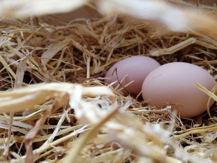 chicken breeds that lay the largest eggs