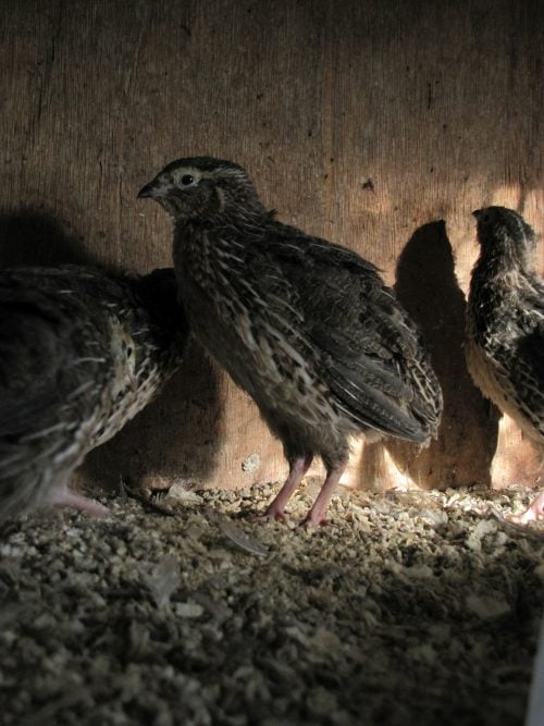 raising quail for eggs and meat