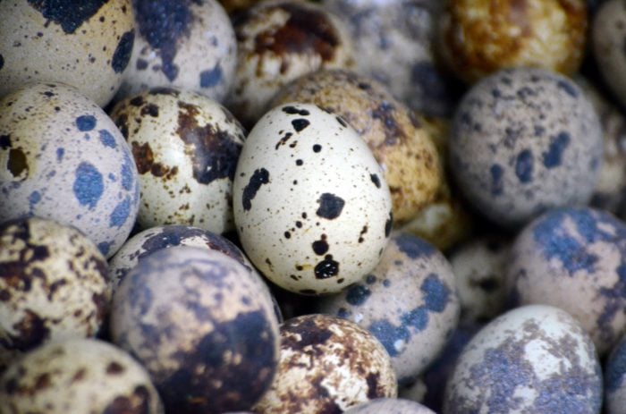 everything you need to know about quail eggs