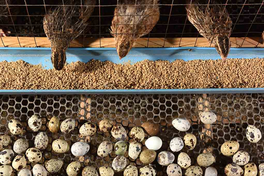 Quail Farming Quail Farming