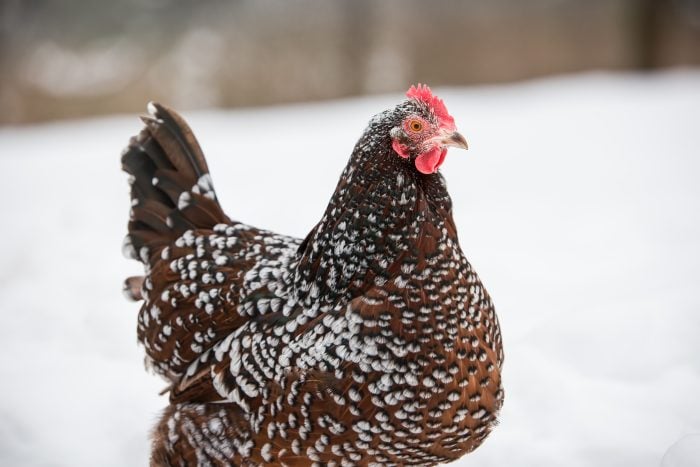 speckled sussex friendliest chicken breeds