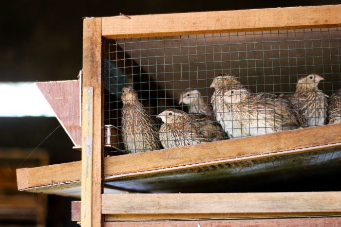 hutch quail cage