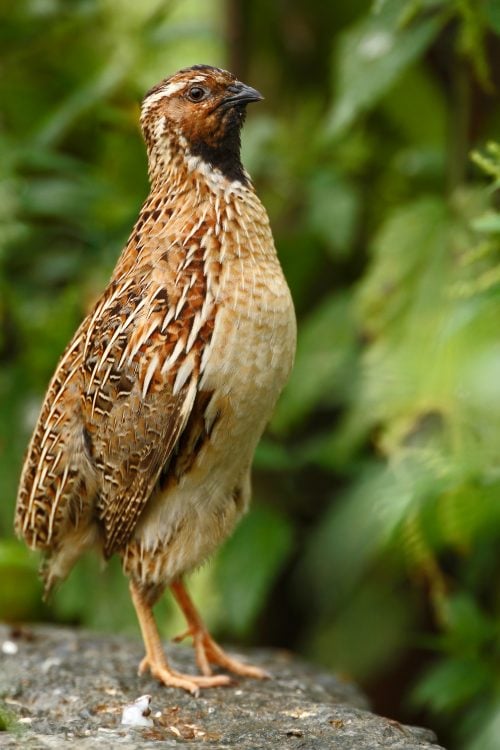 Coturnix quail breed for homesteading