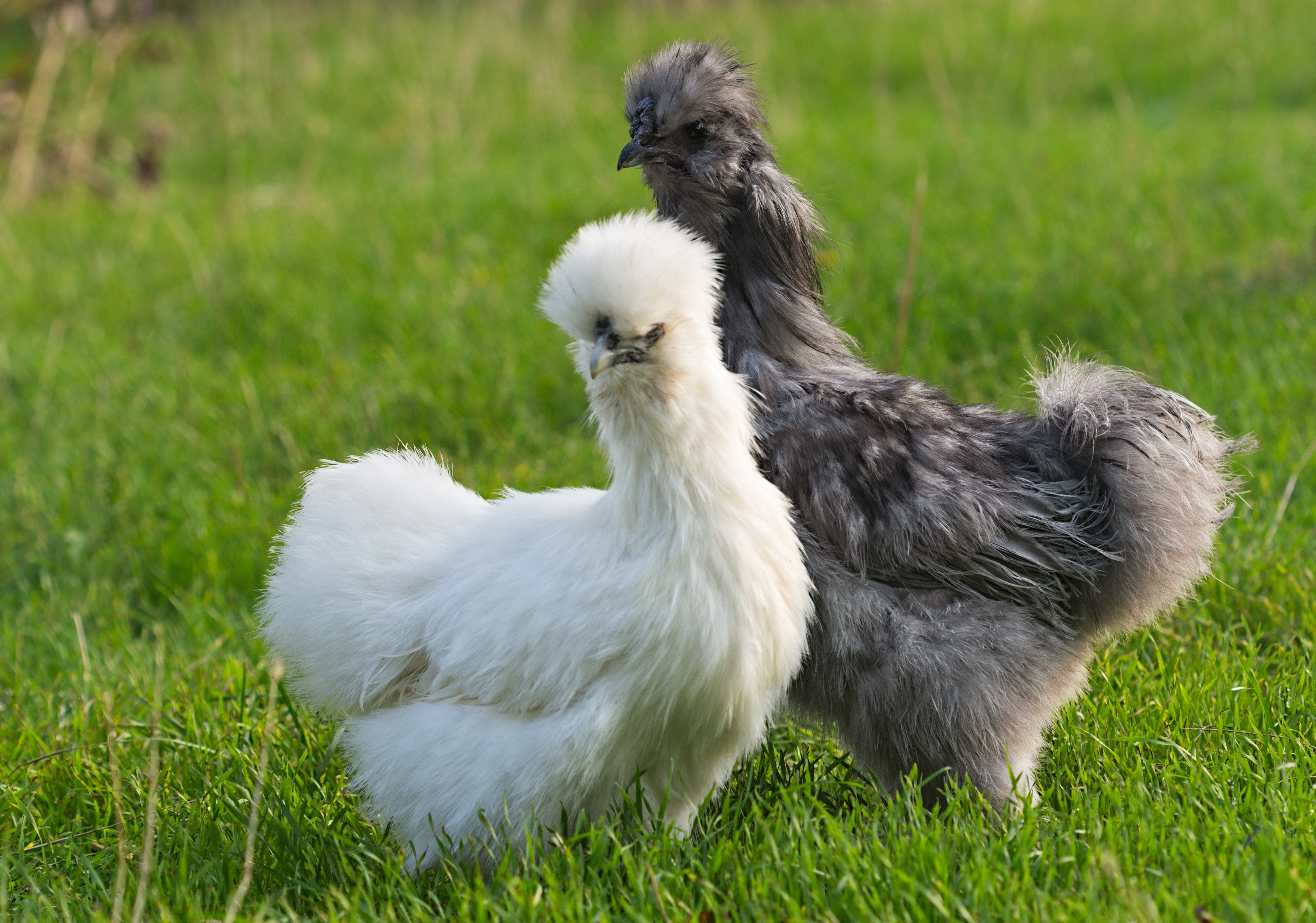 silkie friendliest chicken breeds