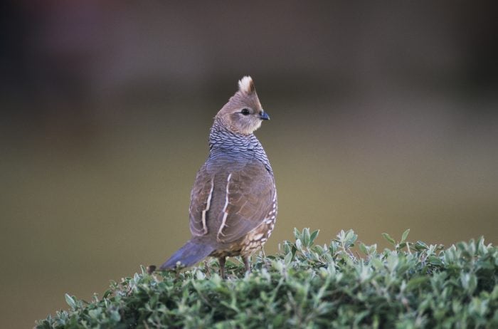 breeds of quail for homesteading