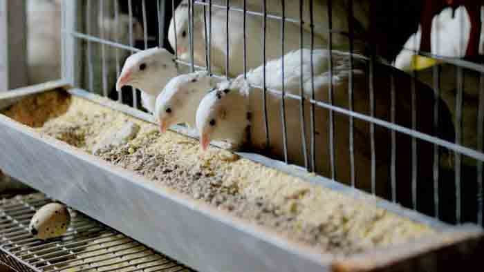 types of quail feeders
