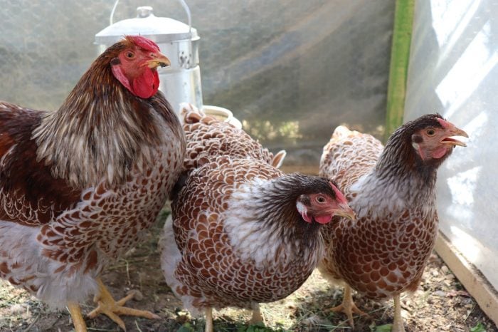 wyandotte friendliest chicken breeds