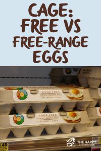 Cage-Free vs Free-Range Eggs: Differences and Which is Better - The