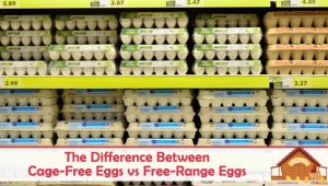 Cage-Free vs Free-Range Eggs: Differences and Which is Better - The
