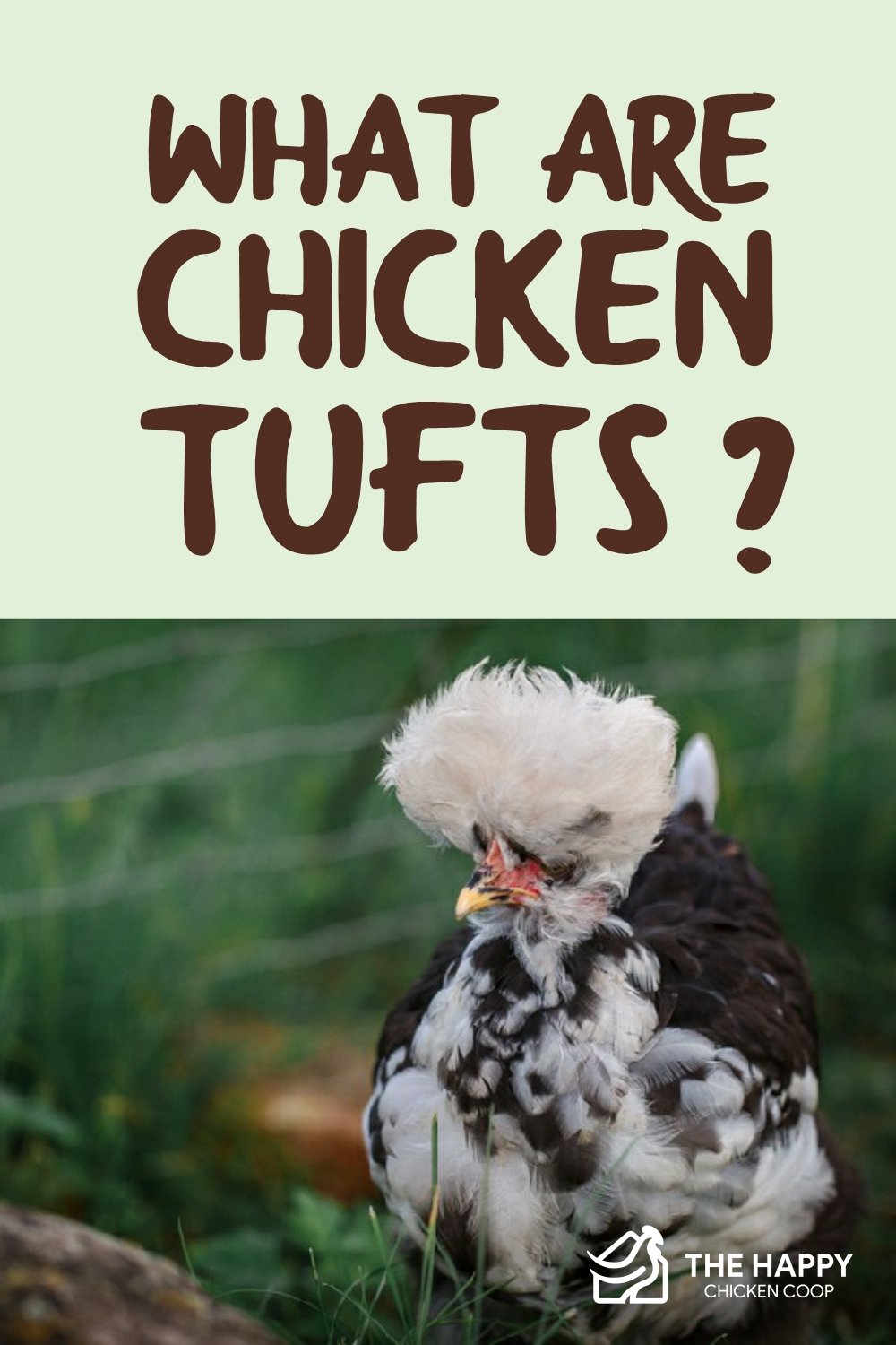 What Are Chicken Tufts