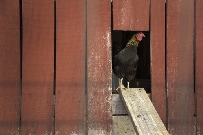 6 Beautiful Walk-in Chicken Coops