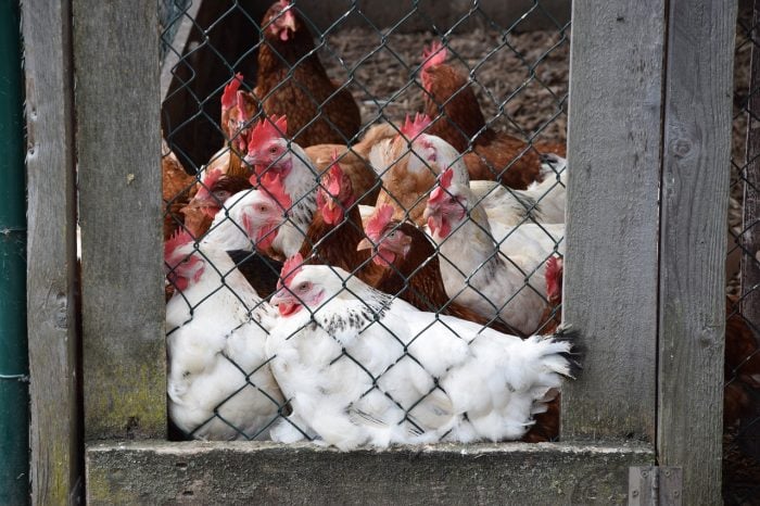 6 Beautiful Walk-in Chicken Coops