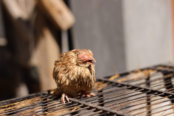 Quail Diseases Symptoms and Treatments