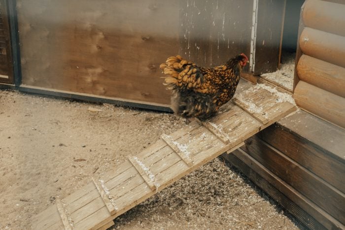 How to Get Your Chickens Back in The Coop