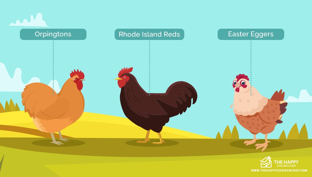  Making Your Own Chicken Feed 